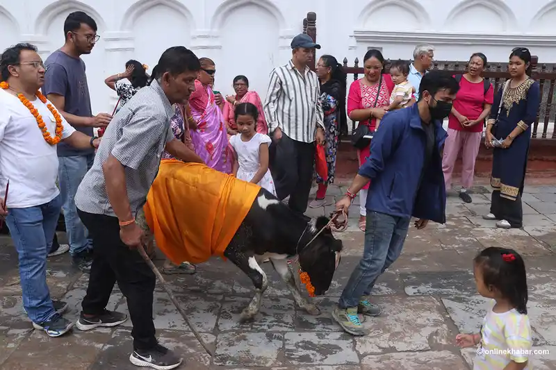 Gai Jatra festival celebration in Kathmandu, Nepal, with a decorated cow.