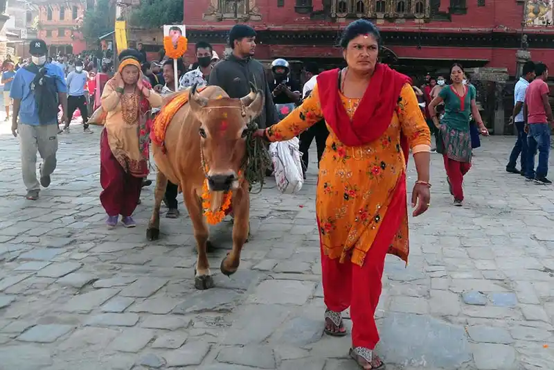 Gai Jatra festival in Nepal, showing a cow and people participating in the cultural procession.